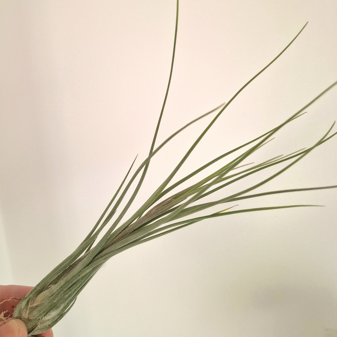 Tillandsia Disticha 2