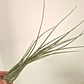 Tillandsia Disticha - Thumbnail 2