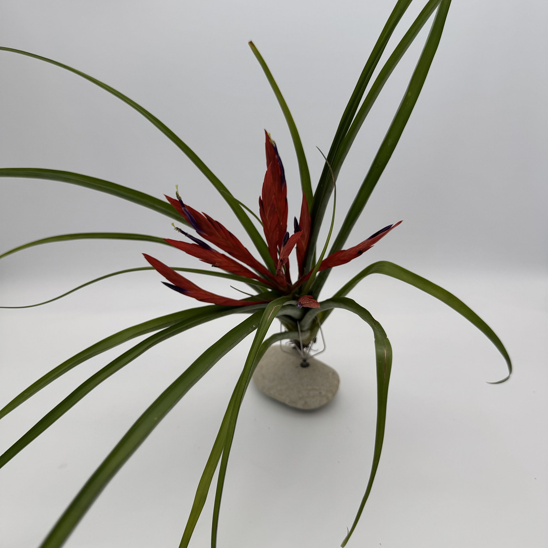 Tillandsia Flabellata 1
