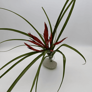 Tillandsia Flabellata