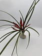 Tillandsia Flabellata - thumbnail 1