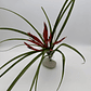 Tillandsia Flabellata - Thumbnail 1