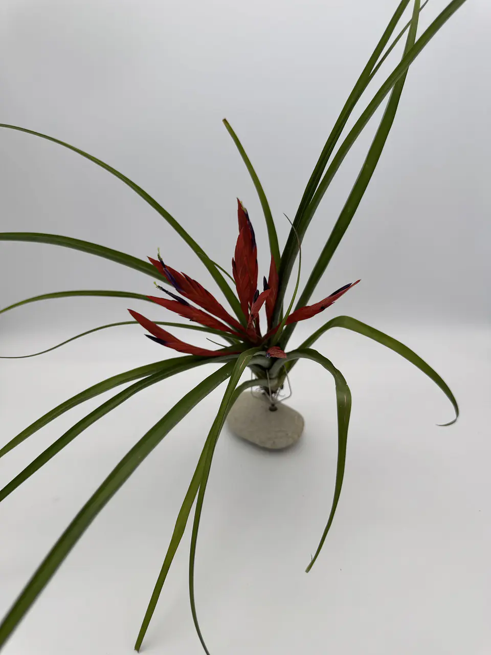 Tillandsia Flabellata 1