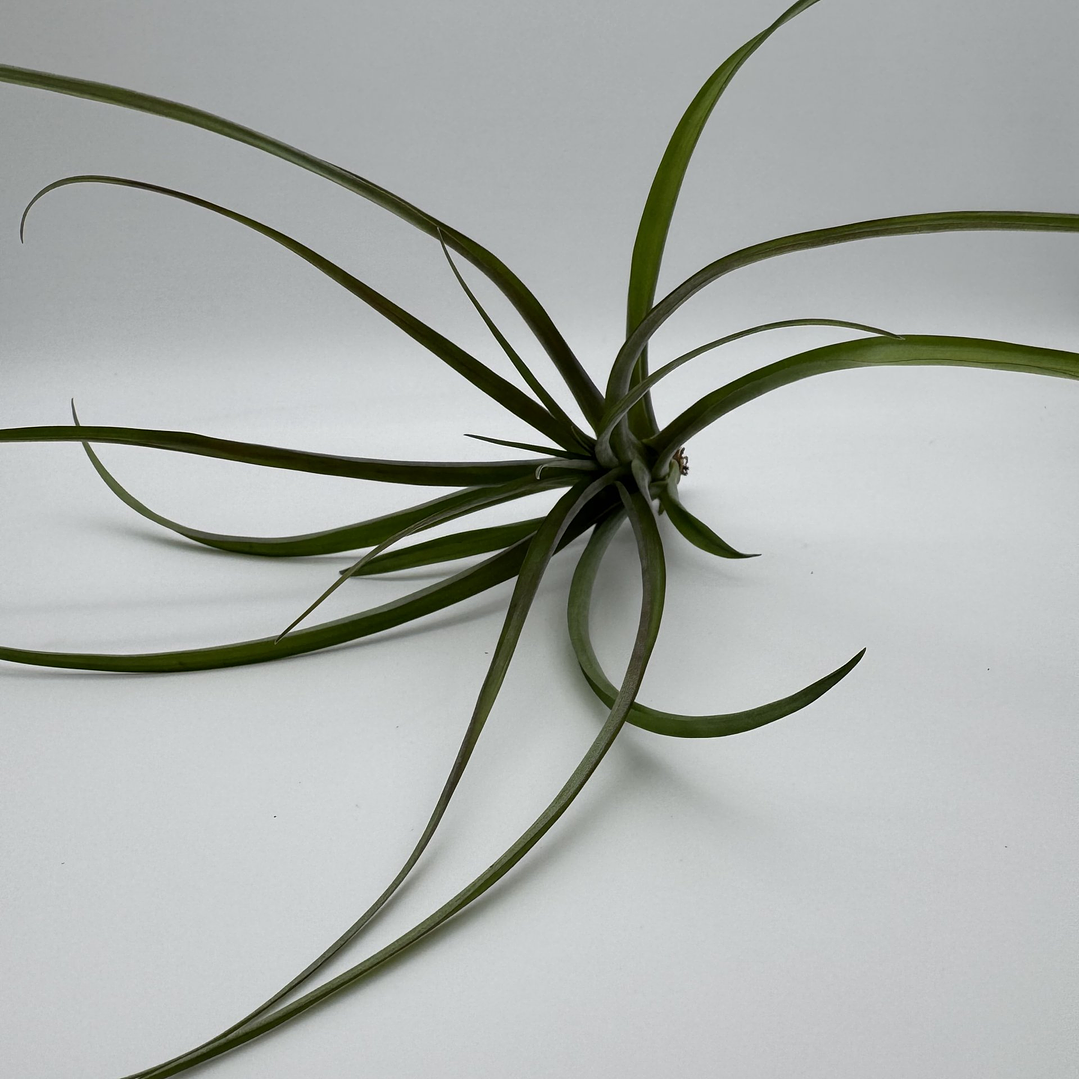Tillandsia Flabellata 2