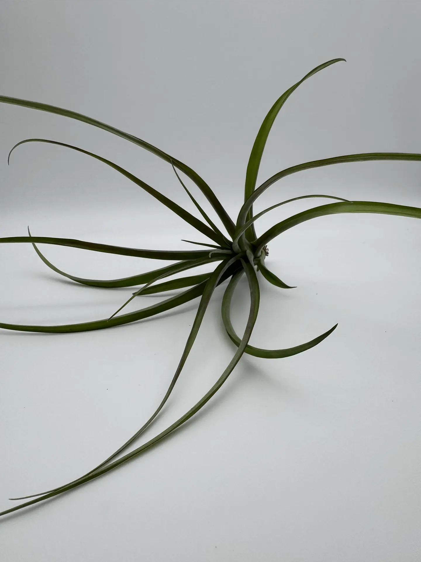 Tillandsia Flabellata 2