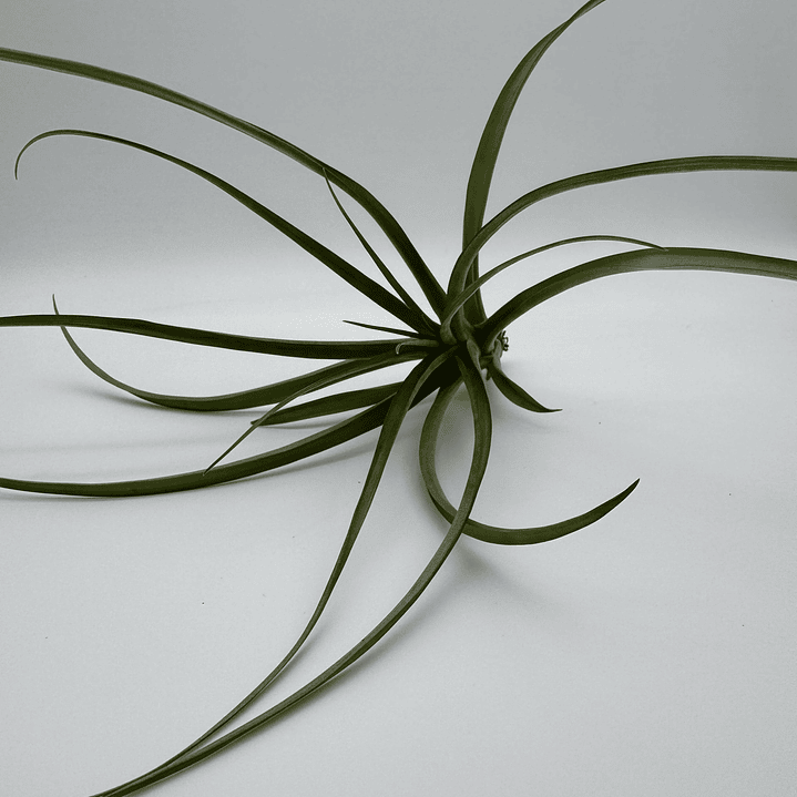 Tillandsia Flabellata 2