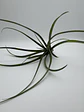 Tillandsia Flabellata - thumbnail 2