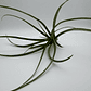 Tillandsia Flabellata - Thumbnail 2