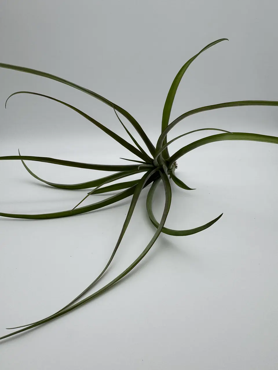 Tillandsia Flabellata 2