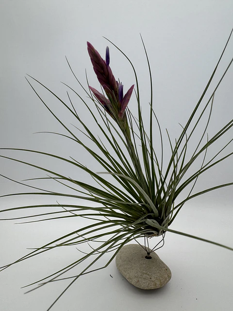 Tillandsia Floribunda