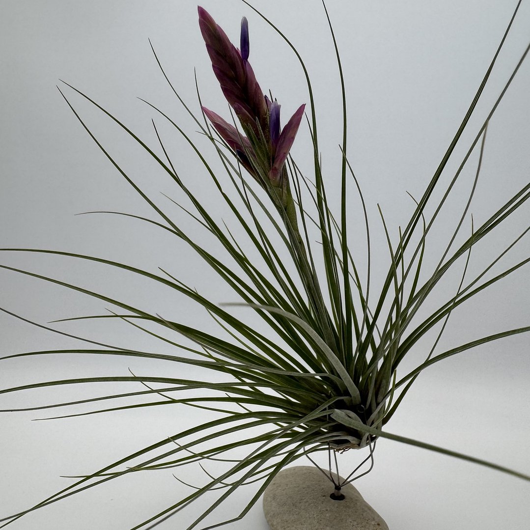 Tillandsia Floribunda 1