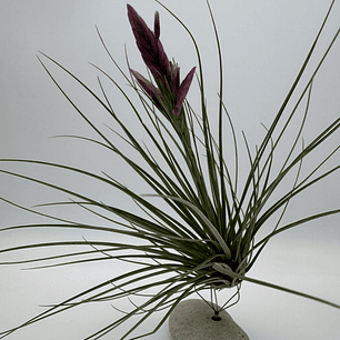 Tillandsia Floribunda