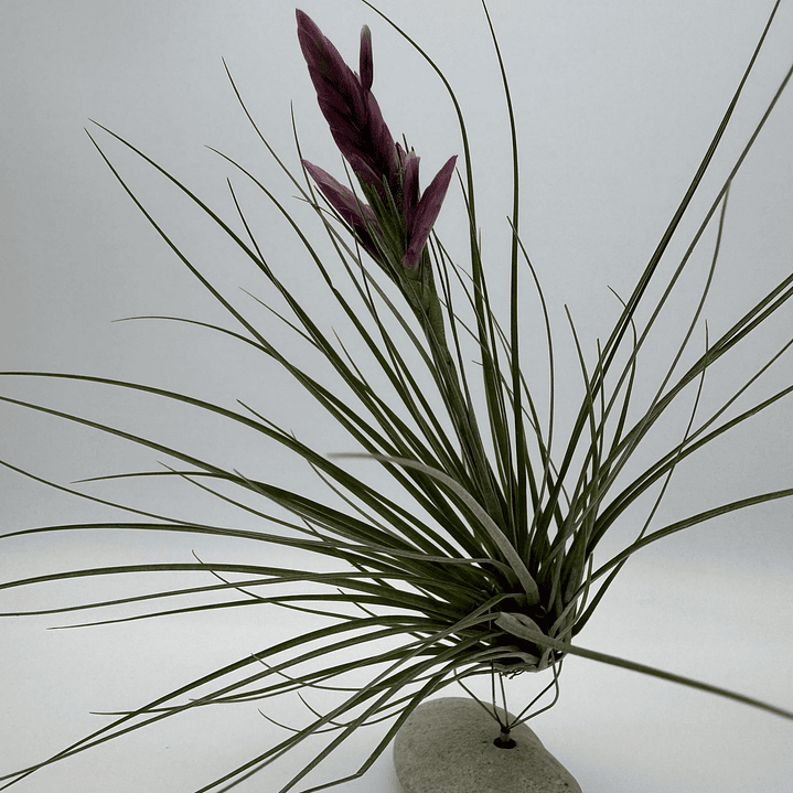 Tillandsia Floribunda 1