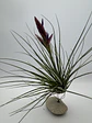 Tillandsia Floribunda - thumbnail 1