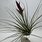 Tillandsia Floribunda - Thumbnail 1