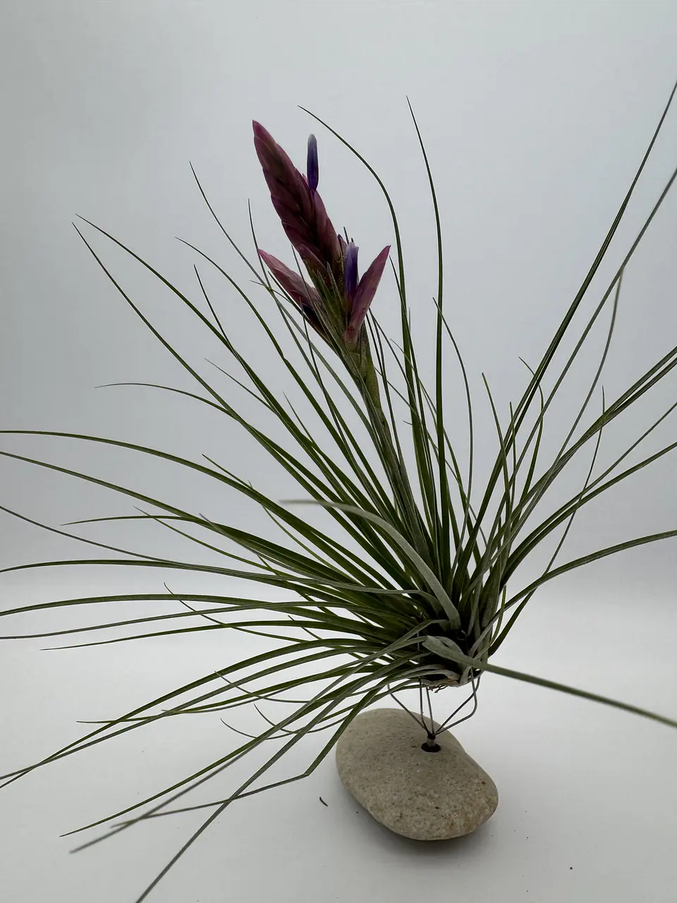Tillandsia Floribunda 1