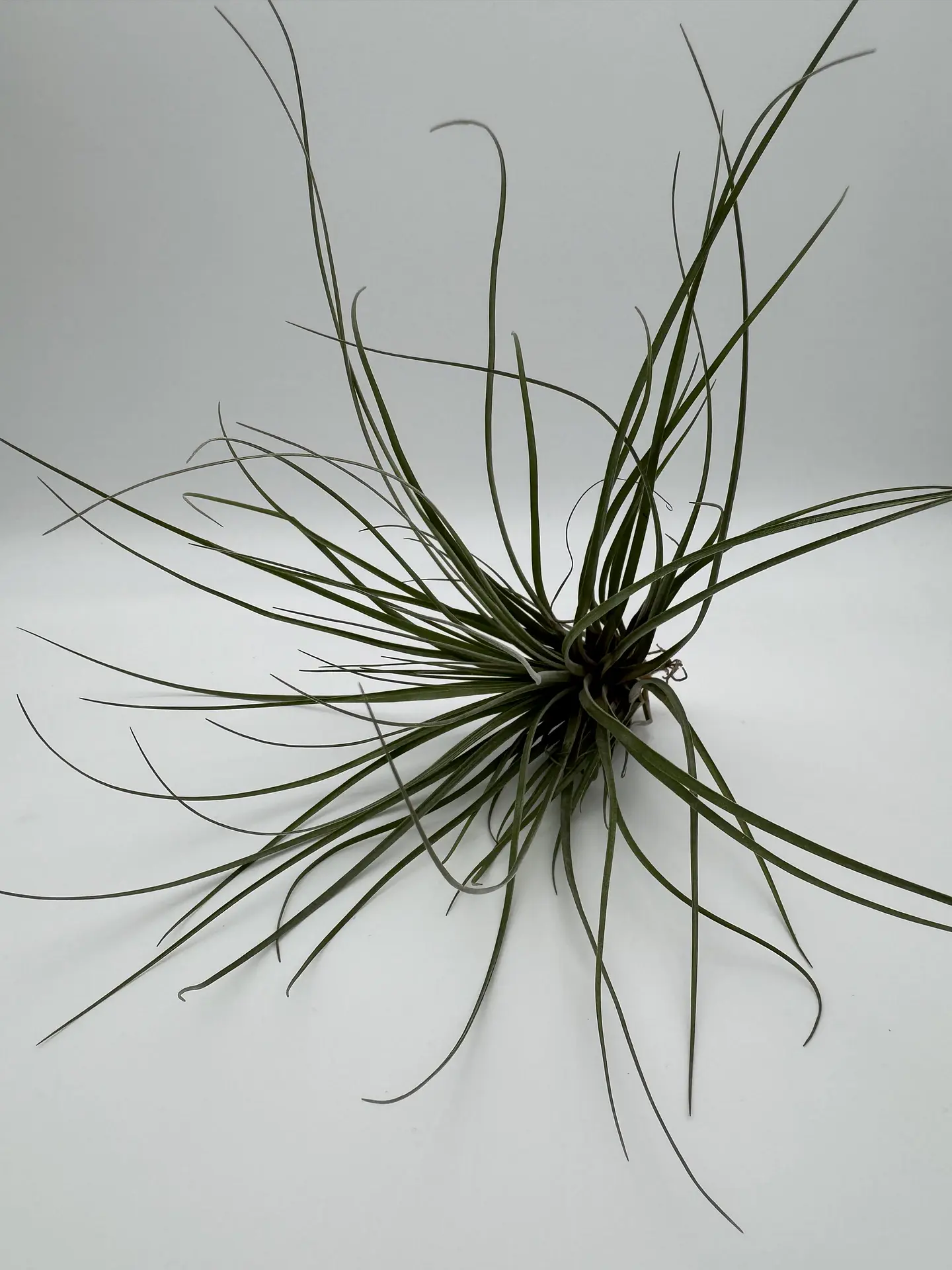 Tillandsia Floribunda 2