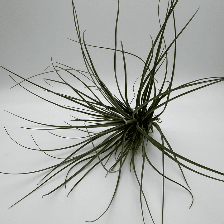 Tillandsia Floribunda 2