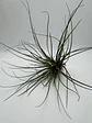 Tillandsia Floribunda - thumbnail 2