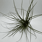 Tillandsia Floribunda - Thumbnail 2