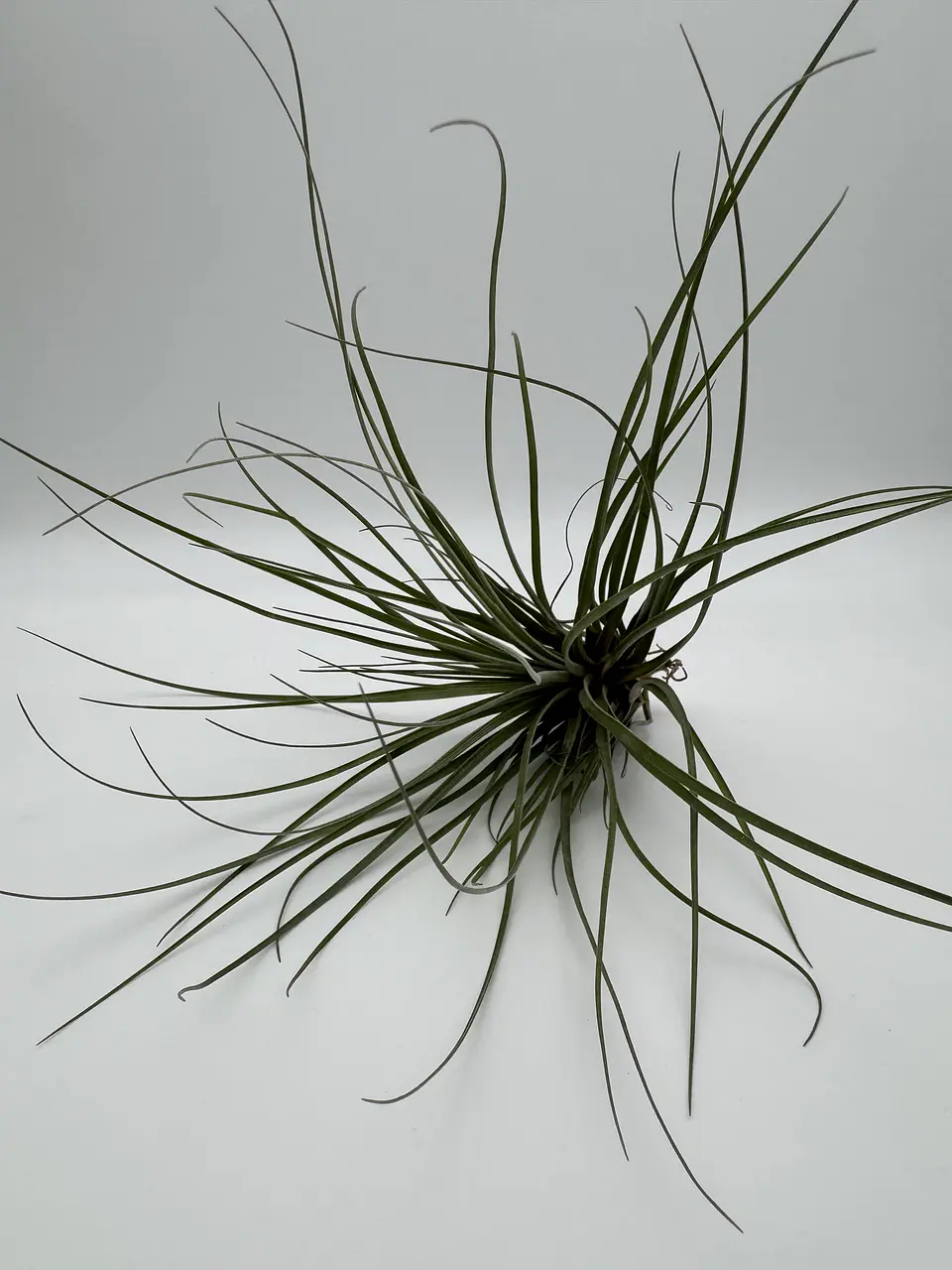 Tillandsia Floribunda 2