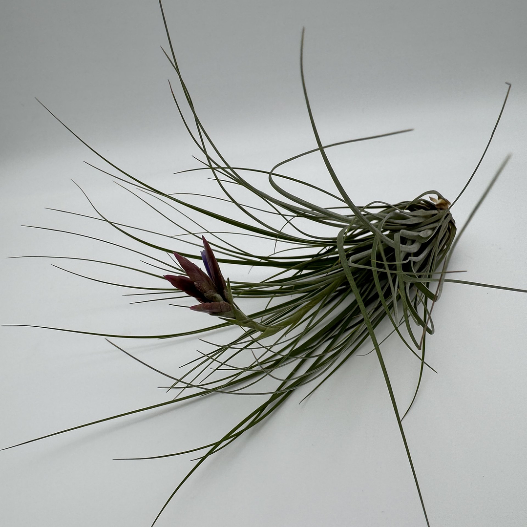 Tillandsia Floribunda 3
