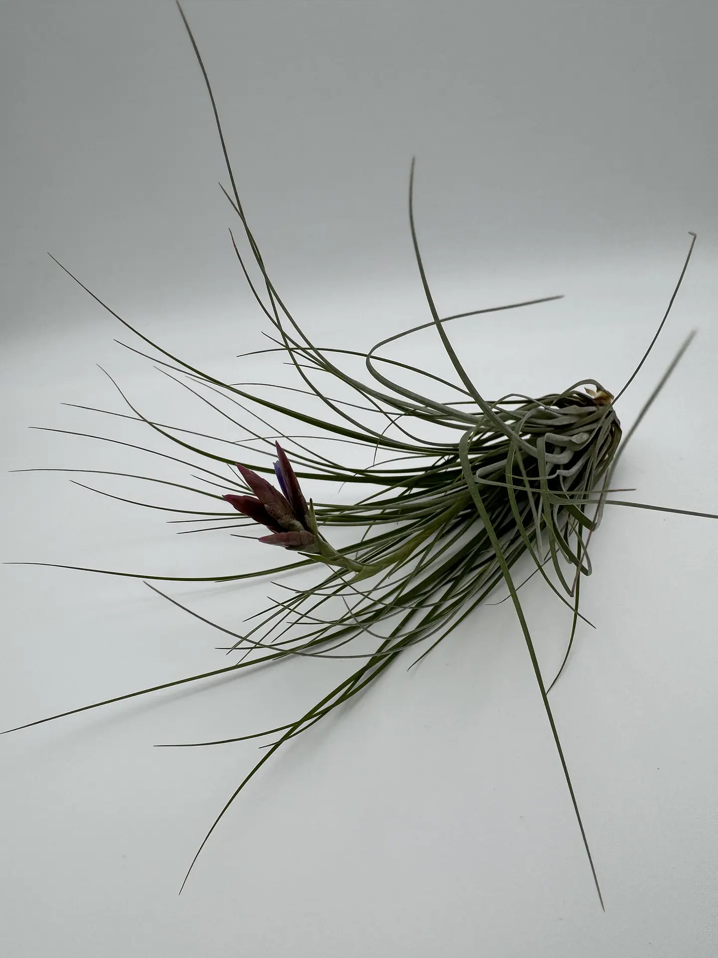 Tillandsia Floribunda 3