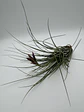 Tillandsia Floribunda - thumbnail 3