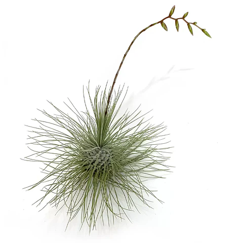 Tillandsia Fuchsii Argentea
