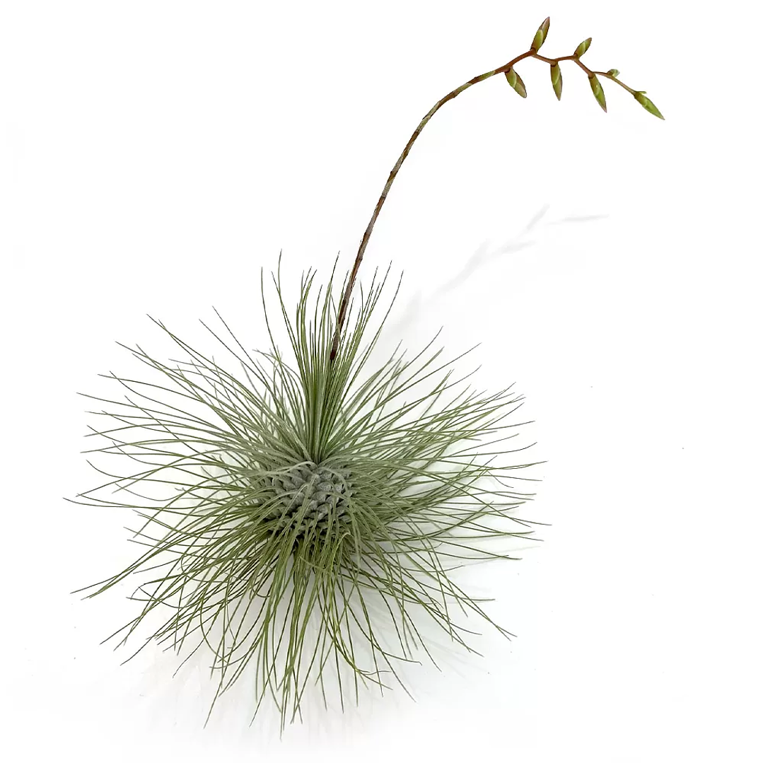Tillandsia Fuchsii Argentea 1