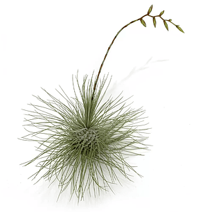 Tillandsia Fuchsii Argentea