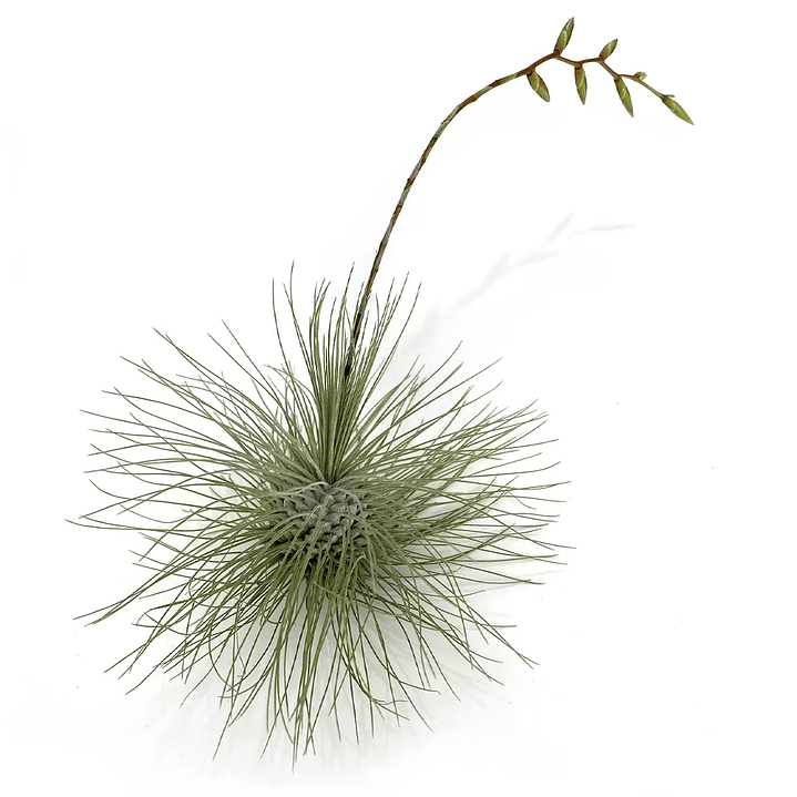 Tillandsia Fuchsii Argentea 1