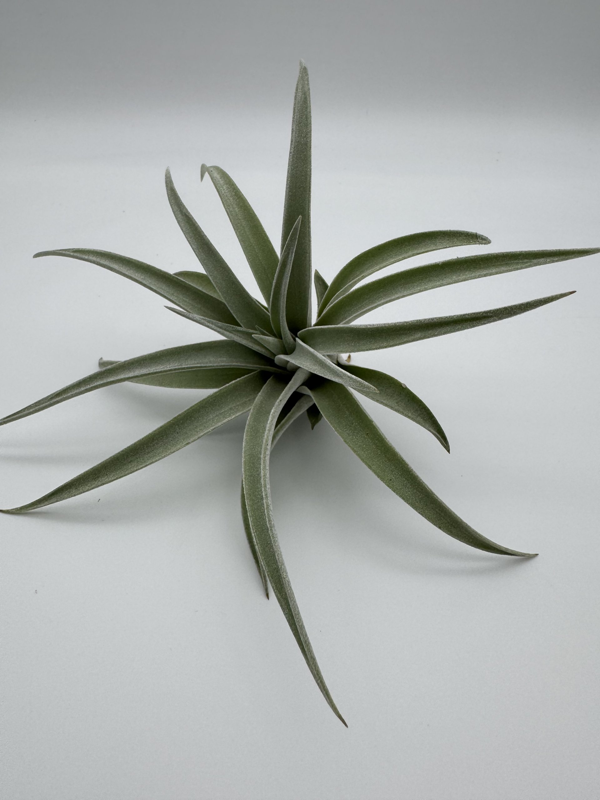 birds nest sansevieria Sansevieria Bird Nest Plant in Plastic Pot  Plants & Plants Supercentre