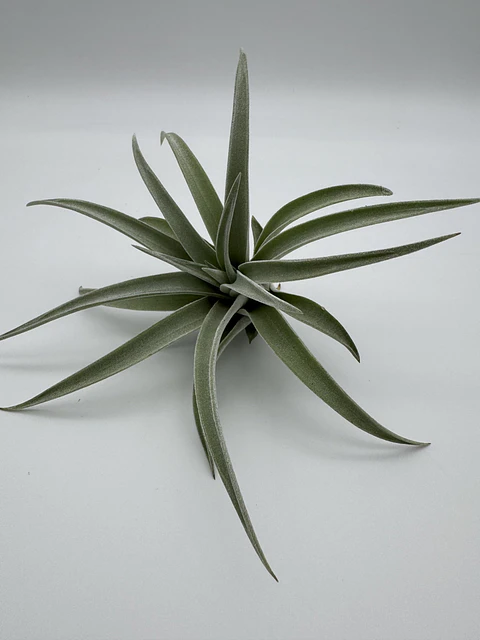 Tillandsia Harrisii