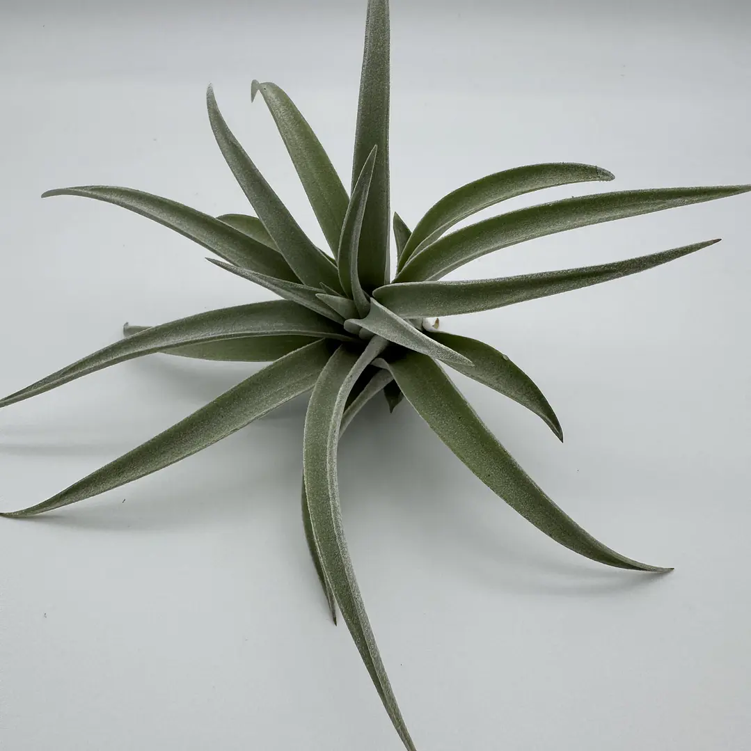 Tillandsia harrisii 1