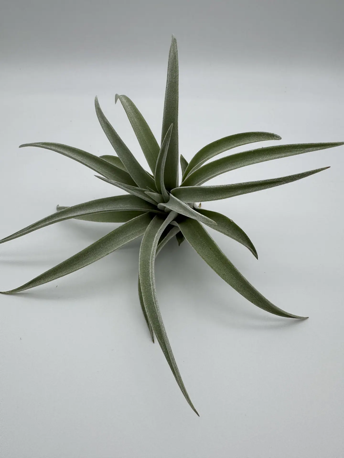 Tillandsia harrisii 1
