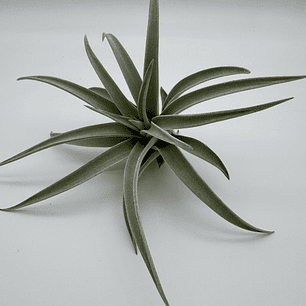 Tillandsia Harrisii