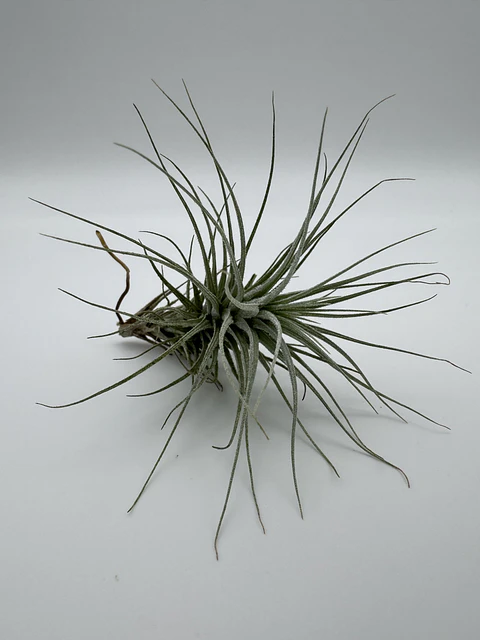 Tillandsia Heteromorpha