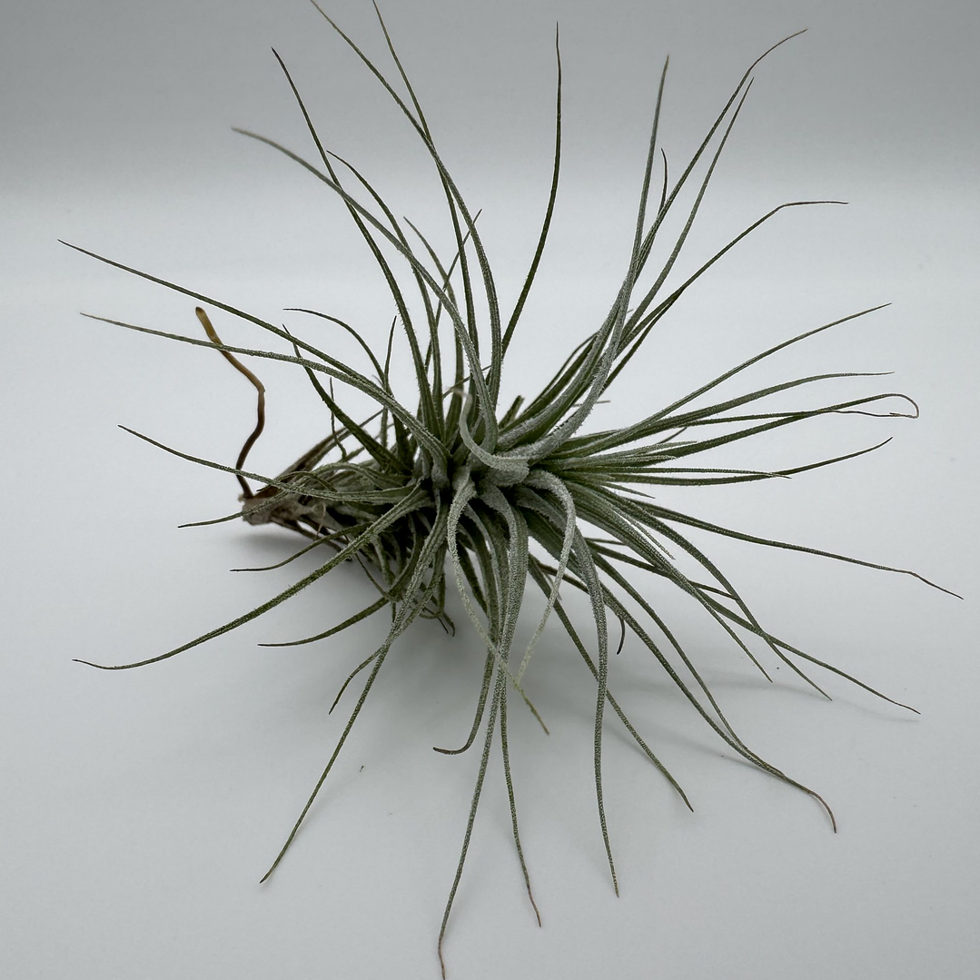 Tillandsia Heteromorpha 1