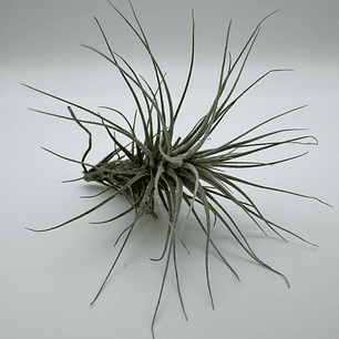 Tillandsia Heteromorpha