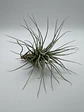 Tillandsia Heteromorpha - Thumbnail 1
