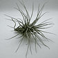 Tillandsia Heteromorpha - Thumbnail 1