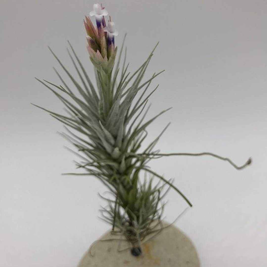 Tillandsia Heteromorpha 2