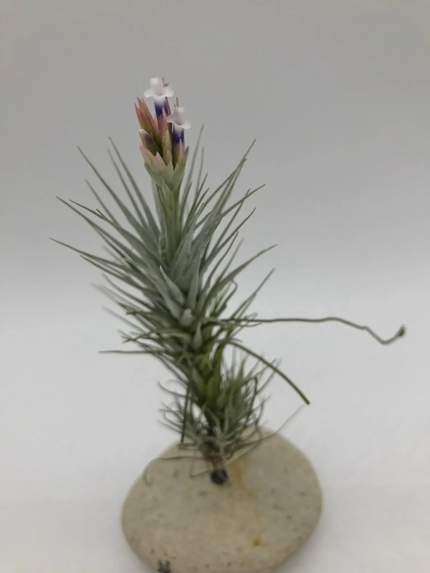 Tillandsia Heteromorpha 2