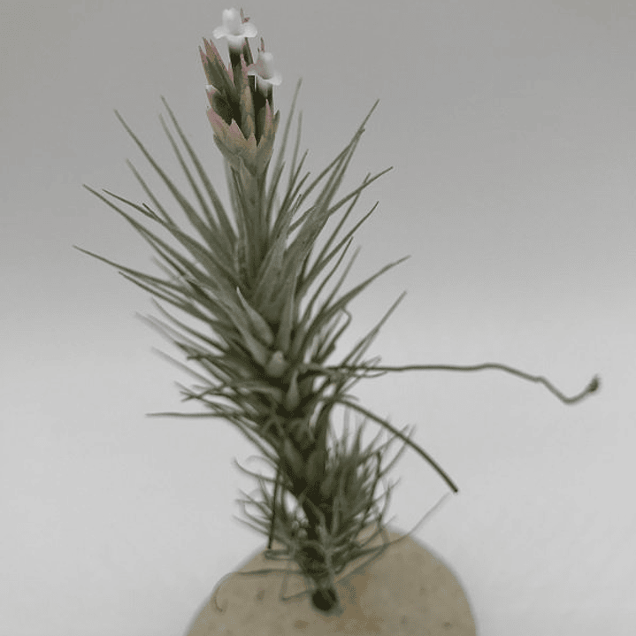 Tillandsia Heteromorpha 2