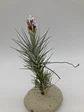 Tillandsia Heteromorpha - Thumbnail 2