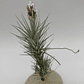 Tillandsia Heteromorpha - Thumbnail 2