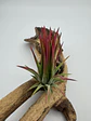 Tillandsia Ionantha Fuego - thumbnail 1