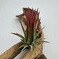 Tillandsia Ionantha Fuego - Thumbnail 1
