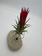 Tillandsia Ionantha Fuego - thumbnail 2